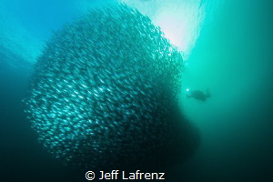 While diving in the Raja Ampat area of Indonesia we came ... by Jeff Lafrenz 